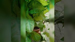 All about syngonium // Propagation in water and soil // Arrow head care and make bushy..