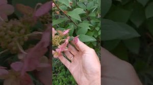 Самарская Лидия,как отличить это сорт от других.Рекомендации по обрезке