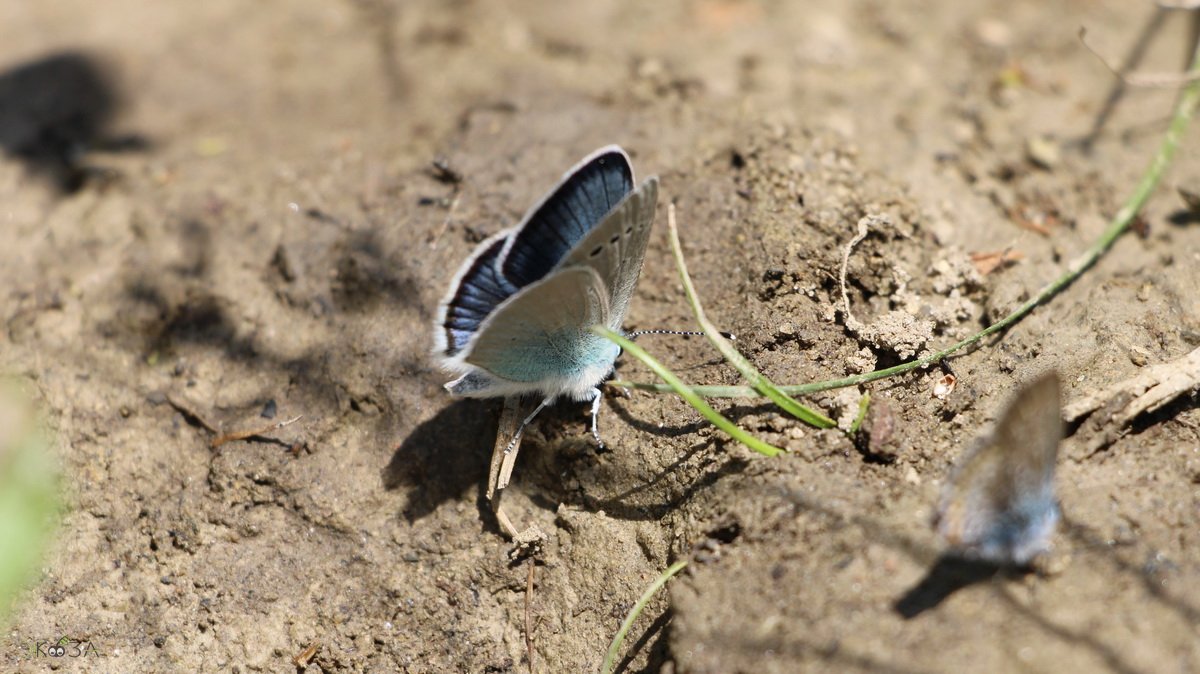 Бабочки голубянки на тропинке в Авиловых горах. Ростовская область