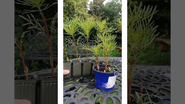 Check out our Flower Growing Experiment! смотреть онлайн