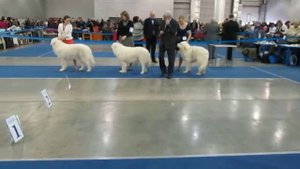 ЕВРАЗИЯ 2013. Мареммо-абруцкие овчарки