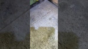 замена передних тормозных дисков зоти т600