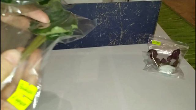 Упаковка фиалок зимой. Внимание!!! Розыгрыш!!! смотреть онлайн