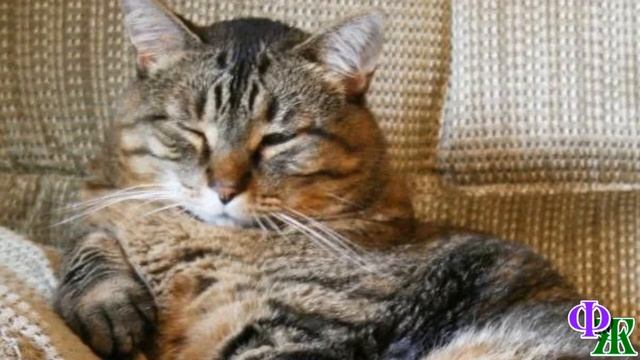 - Я ей не нравлюсь? – КОШКА ходила вокруг Даши, окидывая её ЗЛЫМ взглядом и предупреждающе завывая смотреть онлайн