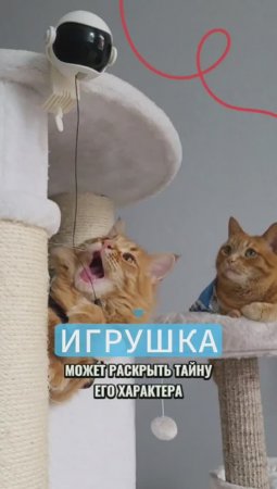 Как игрушка может раскрыть характер вашего котика: секреты понимания поведения питомца