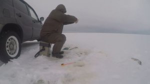 Озеро Ильмень, плотва в глухозимье