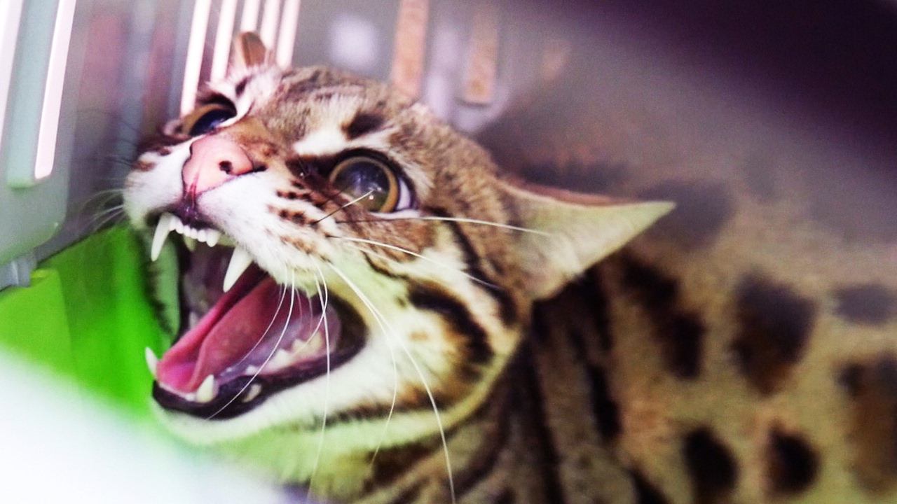 НОВЫЙ ЗЛОБНЫЙ ДИКИЙ КОТ. Отдали бенгальского кота F1 / ANGRY WILD CAT. We were given a Bengal cat F1