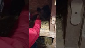 Как подсадить инкубаторных цыплят к курице.