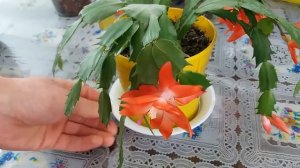 Schlumbergera Truncata in bloom (Thanksgiving cactus)