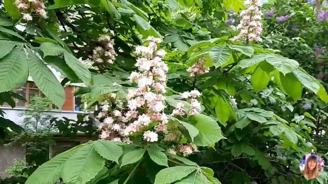 В Москве цветут каштаны. смотреть онлайн