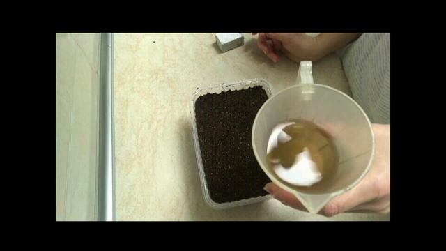 Посев лука-порея и репчатого лука на рассаду смотреть онлайн