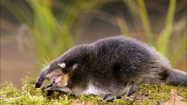 Кто что ест.ч. 2. Читала Л.Г. Сергеева. Библиотека мкрн. Депо