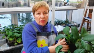 КРУПНОЛИСТНЫЕ ГОРТЕНЗИИ- Пересадка черенков. В какой грунт и почему?