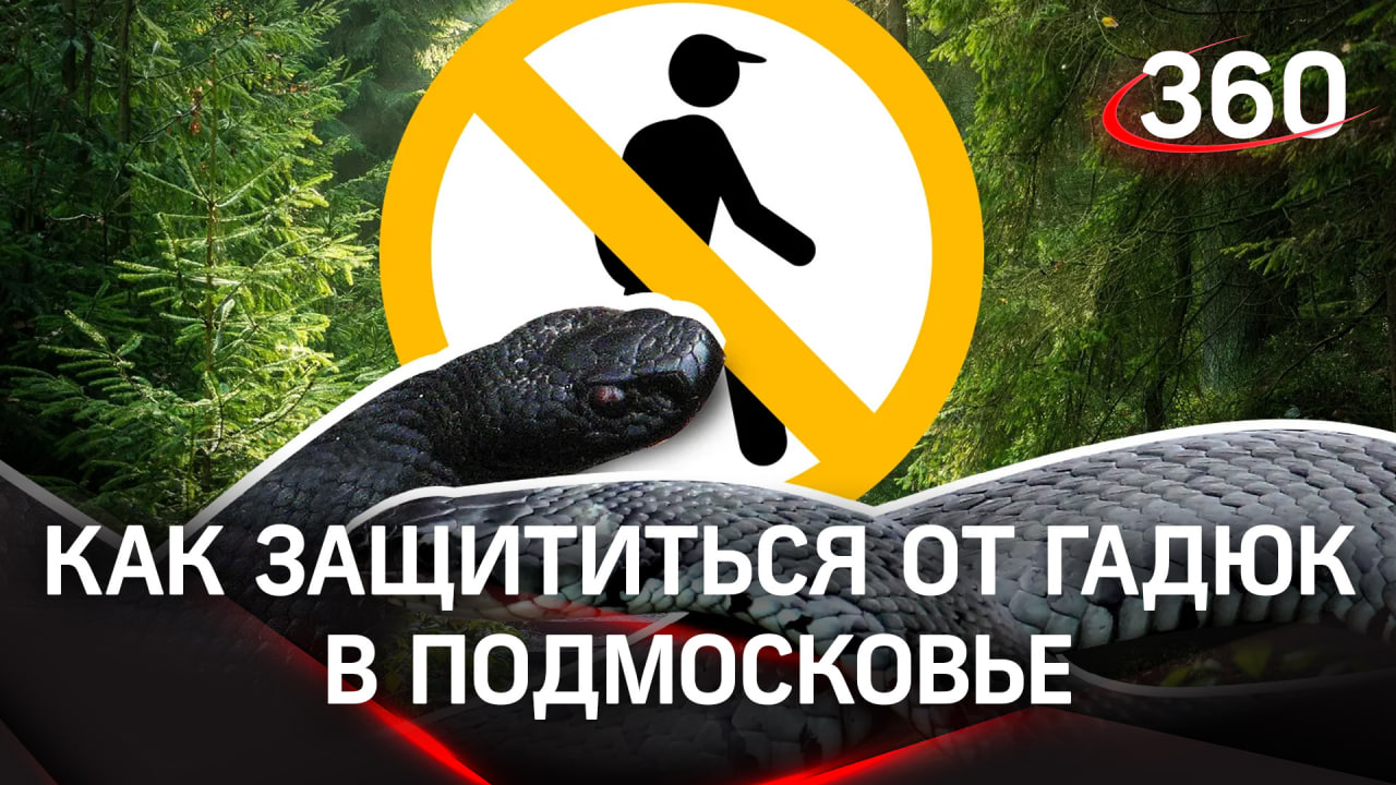 Места обитания гадюк в Подмосковье. Как уберечь себя от укуса змеи