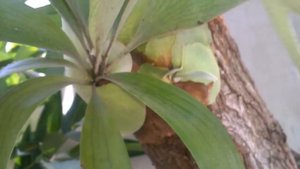 #Папоротник Платицериум Оленьи Рога / Platycerium alcicorne. Рост и размножение. #Доминикана.