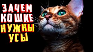Зачем кошке нужны усы?