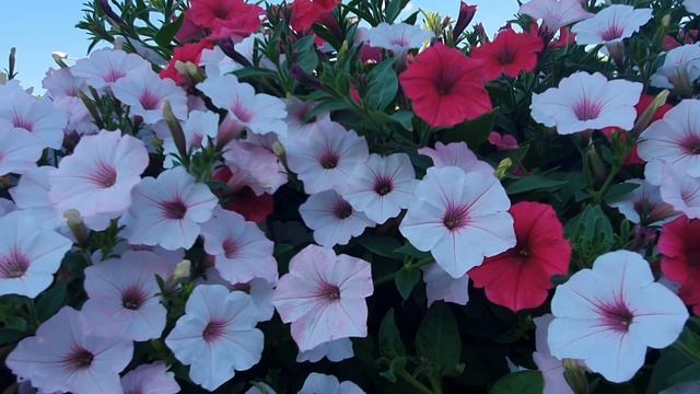 Петуния Виста на балконе. смотреть онлайн