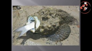 «Секреты и тайны морских глубин»: морское путешествие