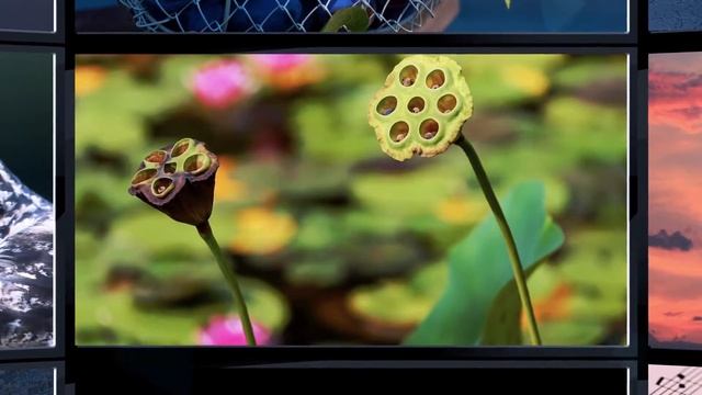 Monitor view ? смотреть онлайн