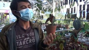 Alocasia Suhirmaniana