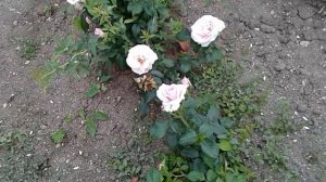 роза абе де вальсент. питомник роз полины козловой, rozarium.biz