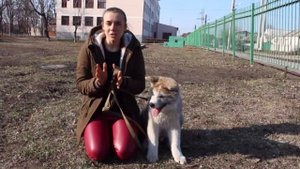 Секреты обучения и воспитания щенка акиты. Особенности породы
