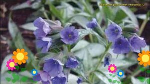 Медуница гибридная Самурай. Краткий обзор, описание характеристик pulmonaria hybridum Samourai