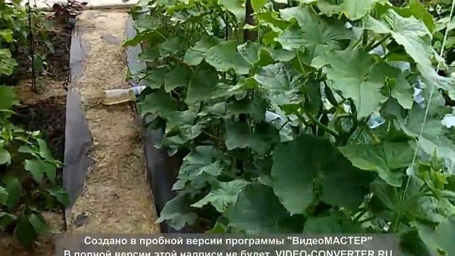 Моя дача 2015. Посадки в узкие грядки смотреть онлайн