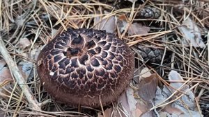 Ежовик чешуйчатый (Sarcodon Imbricatus)