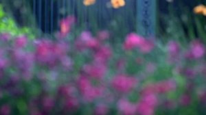 ФУТАЖ ЦВЕТЫ