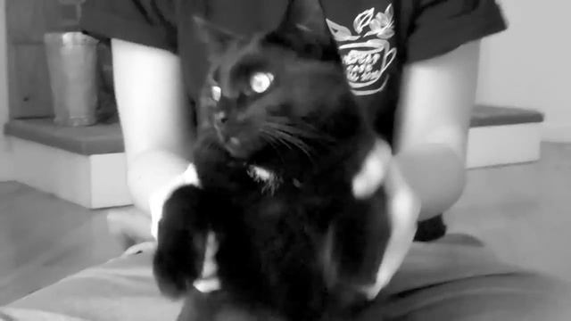 Stereo Love (Edward Maya Cover) by Kait Weston смотреть онлайн