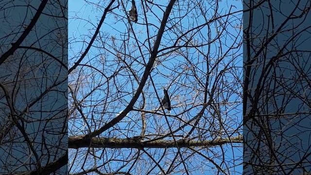 Ворона с большим куском снега в клюве смотреть онлайн