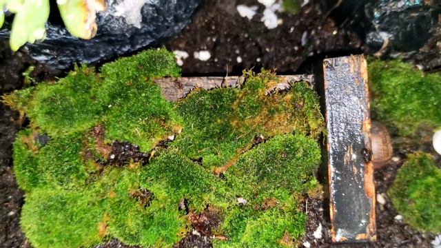 Cuidados del Musgo Selaginella kraussiana‼️#musgo #nature смотреть онлайн