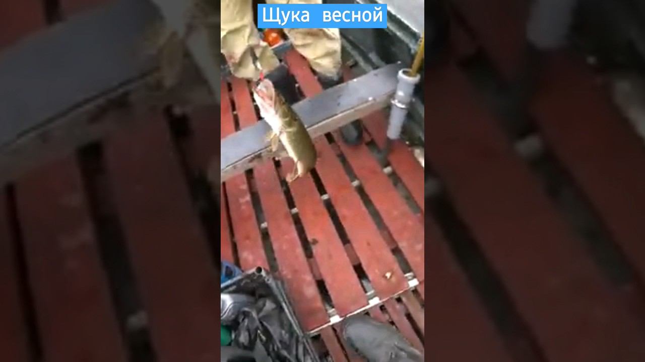 Весенняя щука на рыбалке #щука #рыбалка смотреть онлайн