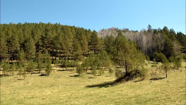 Медитация с Семьей Света: Мир. Новая Энергия. Здесь и сейчас. Тотемы.