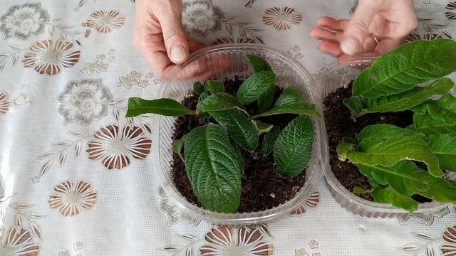 РАЗМНОЖЕНИЕ стрептокарпуса ЛИСТОМ. Укоренение листа стрептокарпуса