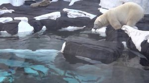 POLAR BEAR fishing/Белый медведь ловит рыбу