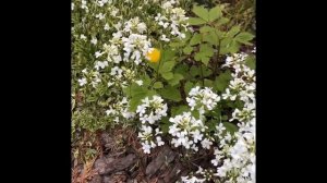 Почвопокровные растения в саду  арабис и обриета их цветение.Видео