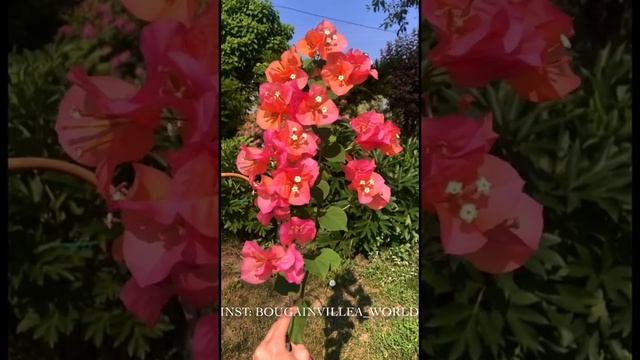 Бугенвиллия Fiesta? Мой инстаграм: Bougainvillea_world