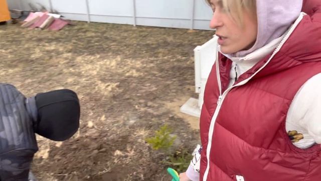 Сажаю сахалинские ели на даче смотреть онлайн