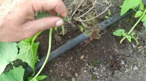 ПРОВЕРЯЕМ КАКОЙ КОРЕНЬ У ОГУРЦОВ!