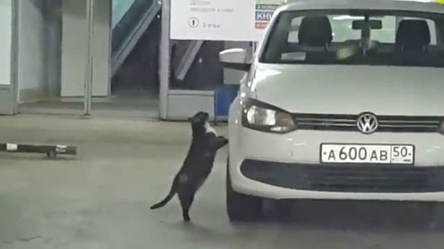 когтеточка для кошки смотреть онлайн