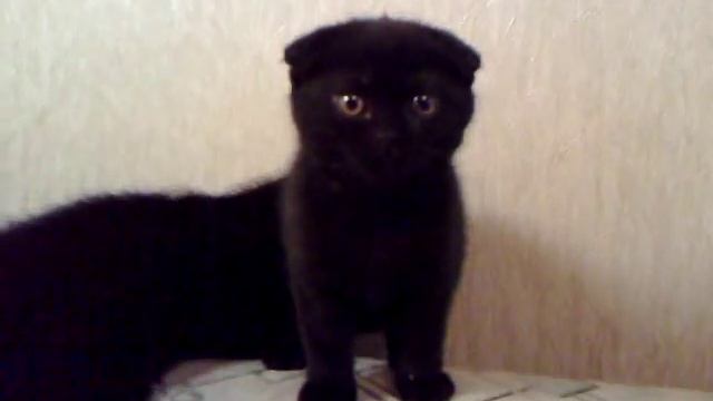 Шотландские короткошерстные котята