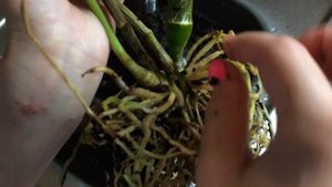 Пересадка Дендробиума Нобиле "Oriental Gem Midnight". Перевод на сводную систему без просушки.