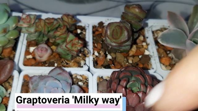 Обзор суккулентов из посылок - малыши смотреть онлайн