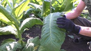 Созревание Зелёнолистных  сортов табака.