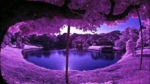 Восхитительная мелодия скрипки.