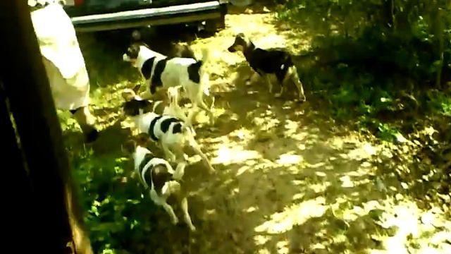 щенки ищут хозяев смотреть онлайн