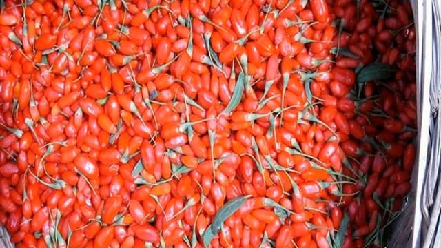 саженцы ягоды годжи где купить смотреть онлайн