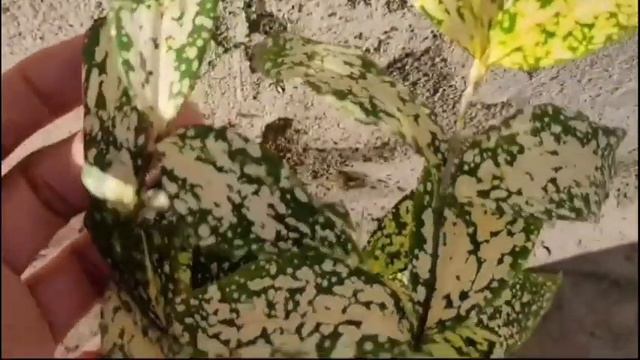 बसंत ऋतु February मे कटिग से लगने वाले परमानेट indoor प्लांट् permanent indoor plant grow by cuttin